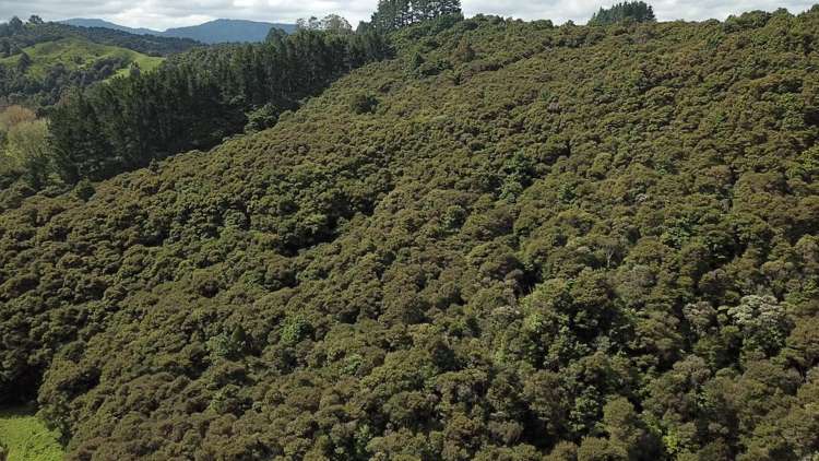 Mata Road Kohukohu_11