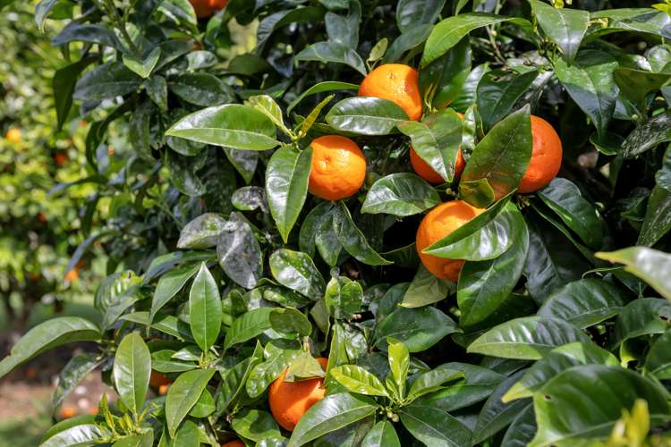 159 Tangihua Road Maungakaramea_24