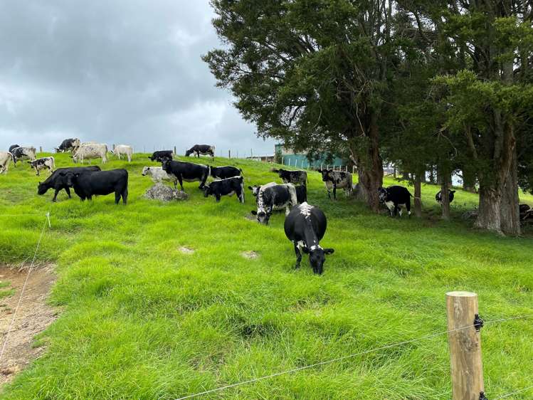 Pigs Head Road Whakapara_8
