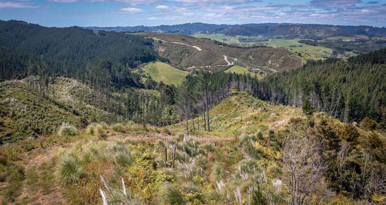 105 Linton Road Kaipara Flats_12