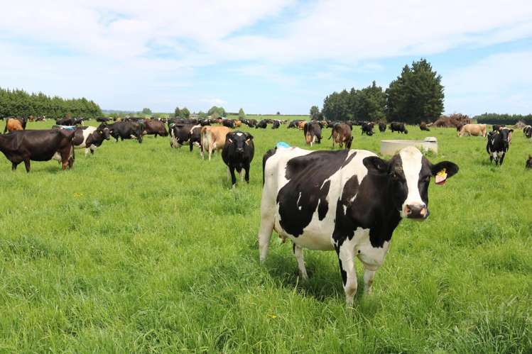 261 Middle Road Tapanui_8