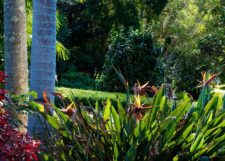 161-169 Eagle Heights Road Tamborine Mountain_34