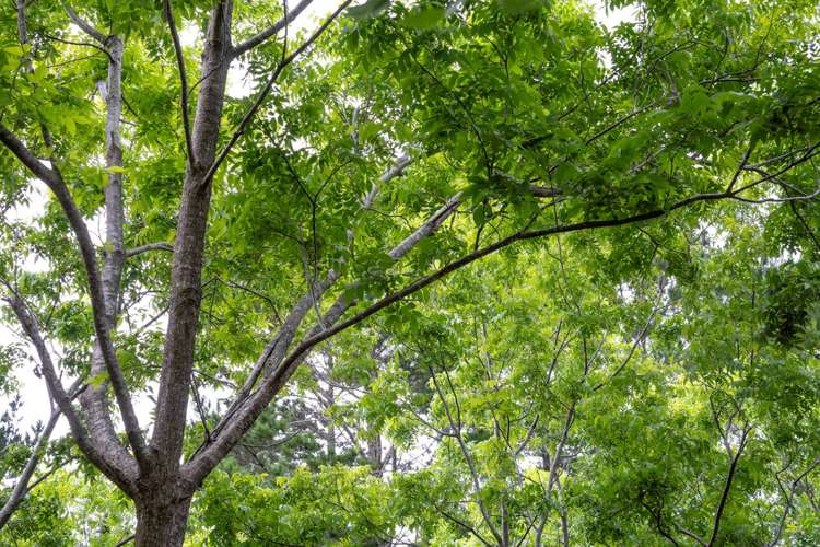 1041a Scenic Drive North Swanson_25