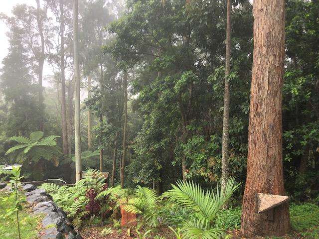 100 Wongawallan Road Tamborine Mountain_3