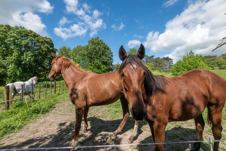 435 Pine Valley Road Dairy Flat_59