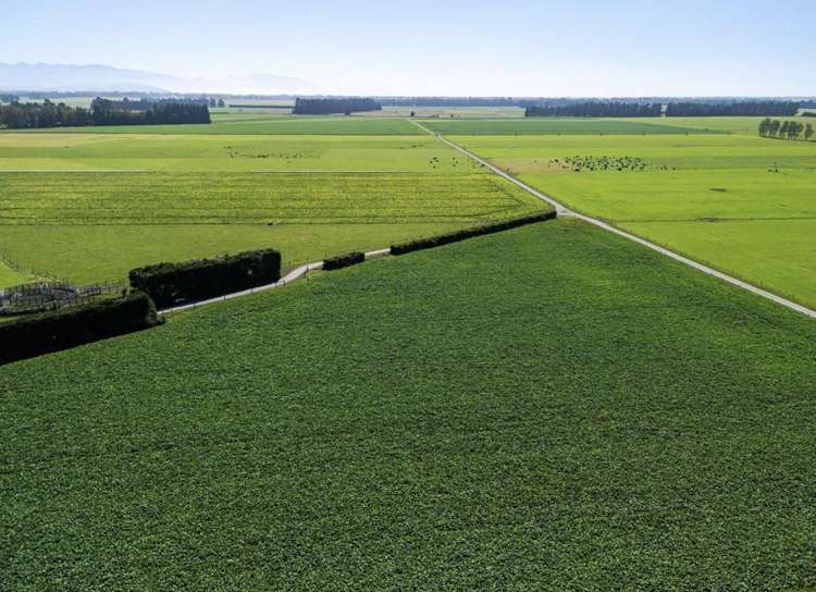 1710 Ealing Montalto Road Ashburton_44