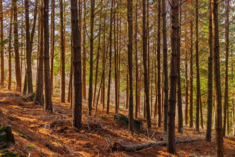 Lot 1 & 5 Ripponvale Road Cromwell_8