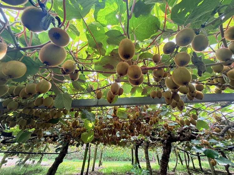 155 Mystery Valley Road Paengaroa_5