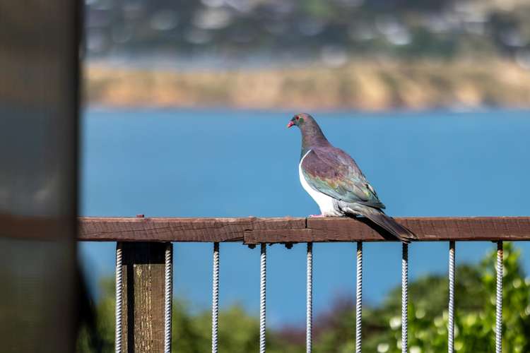 23 Archdalls Road Robinsons Bay_26