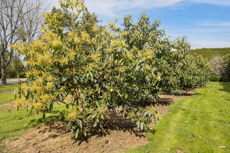 19 Henry Road Katikati_23