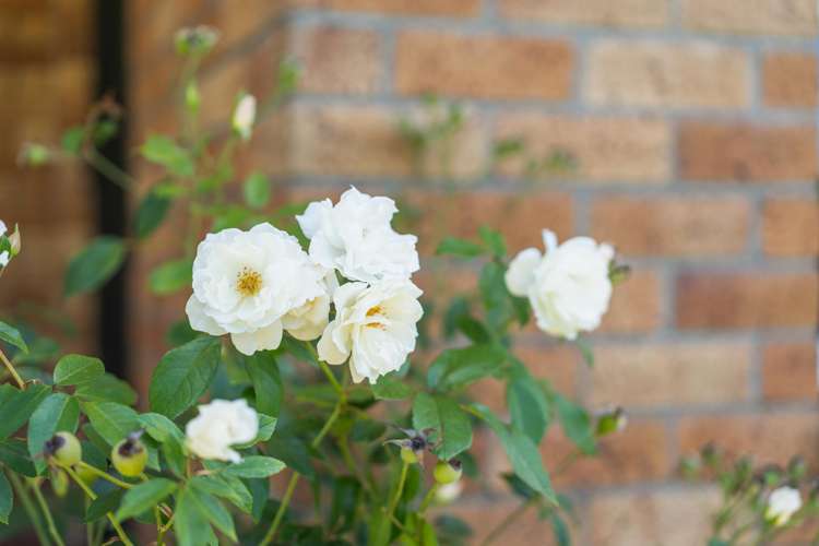 92A George Street Tuakau_18