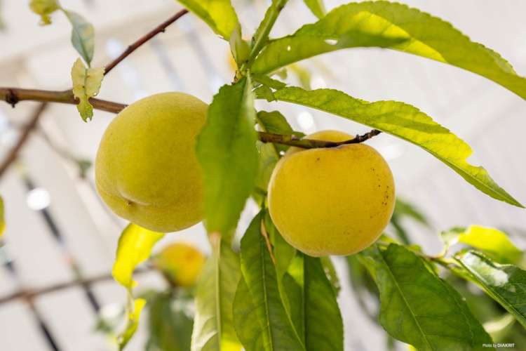 9 Ohinerau Street Remuera_20