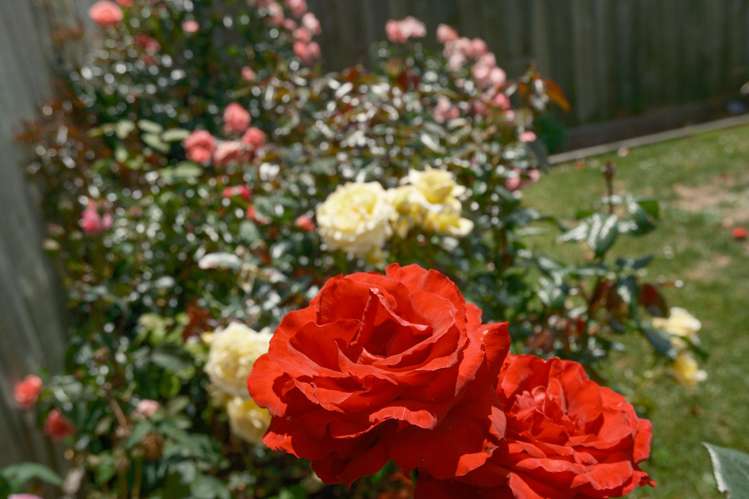 242 Vaughan Road Owhata_17