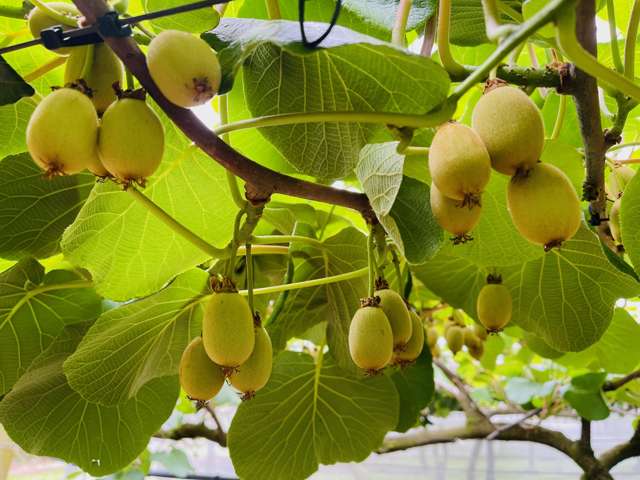 101 Pukehina Station Road Pukehina_4