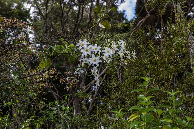 56 Te Rongo Road Parua Bay_3