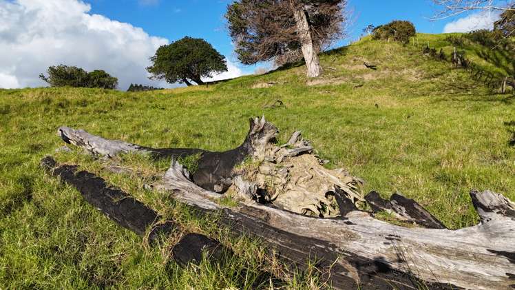 Lot 1 Motukiore Road Horeke_6