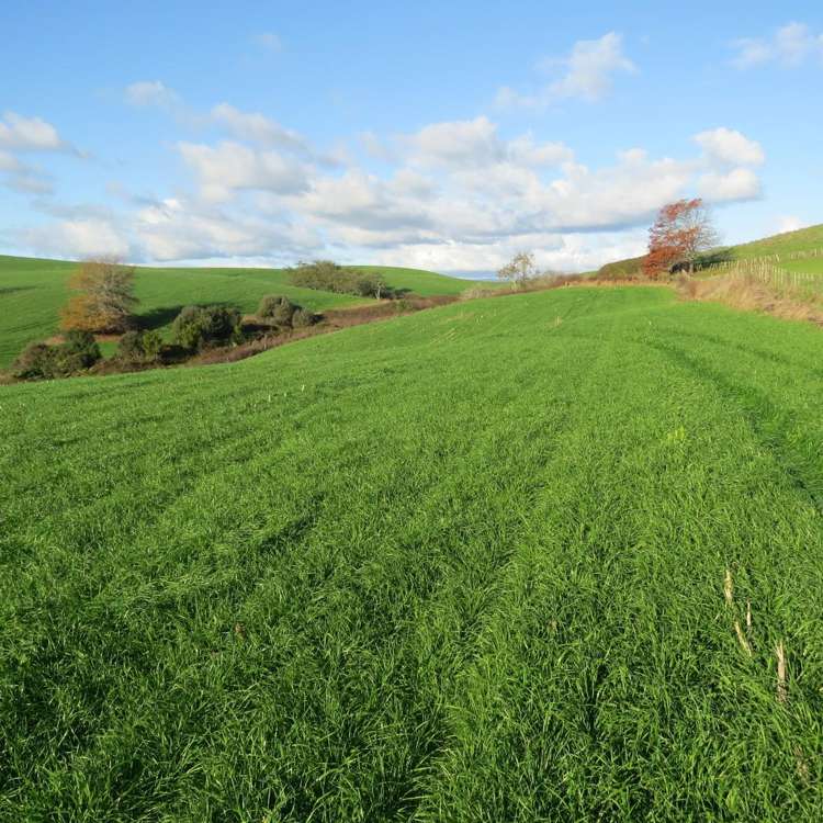Waitomo Caves Road Waitomo_15
