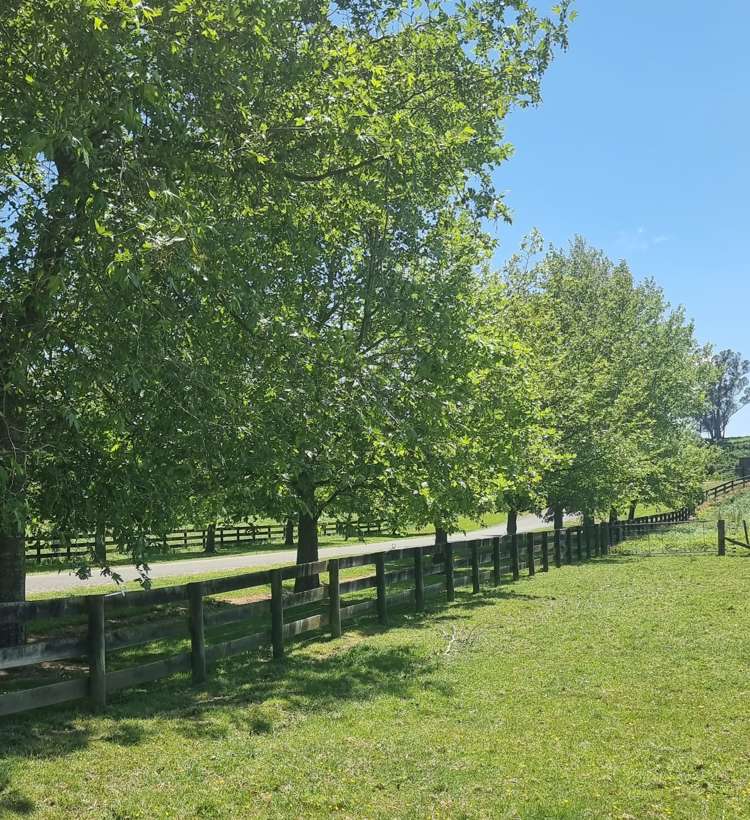 9 Buckley Road Shannon_17