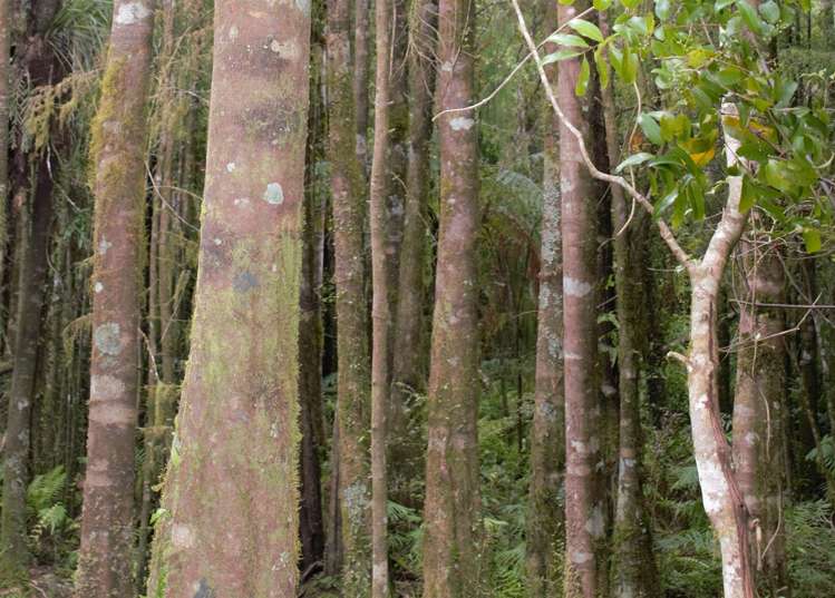 1883 Kumara-Inchbonnie Road Inchbonnie_11