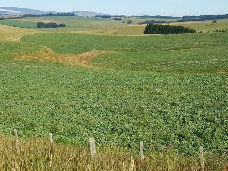 295 Wallaces Ford Road Hindon_6