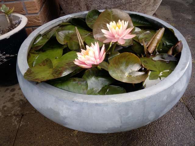 Glenbogal Aquatic Katikati_4