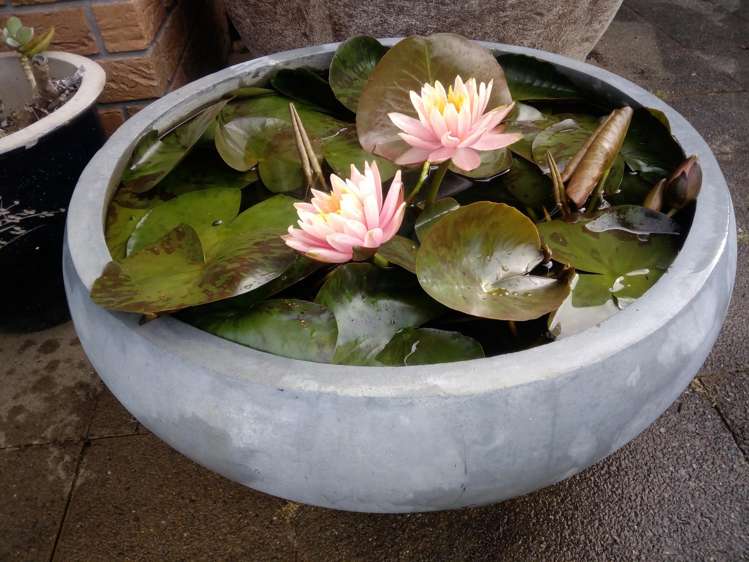 Glenbogal Aquatic Katikati_4