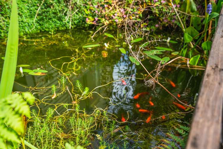 24 Waitaua Road Kauri_25