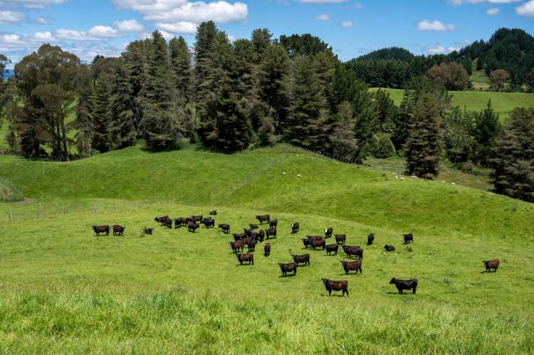 286 Jay Road Reporoa and Surrounds_10