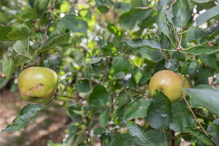 29 Croft Terrace Huntly_46