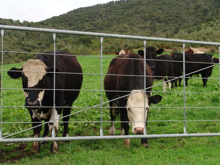 246 Kakepuku Road Te Awamutu_5