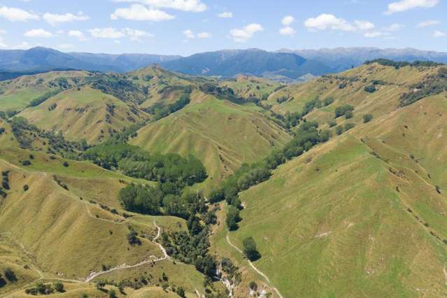 Strong Rangitikei Forward Store Country