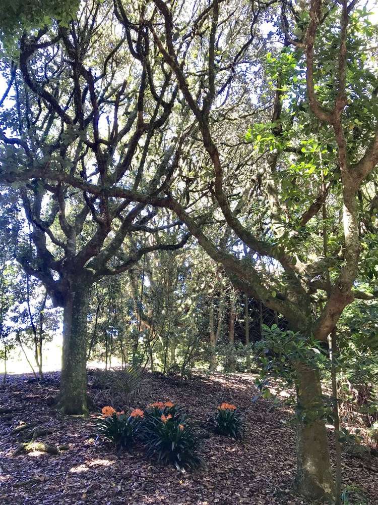 55 Costello Road Patumahoe_23