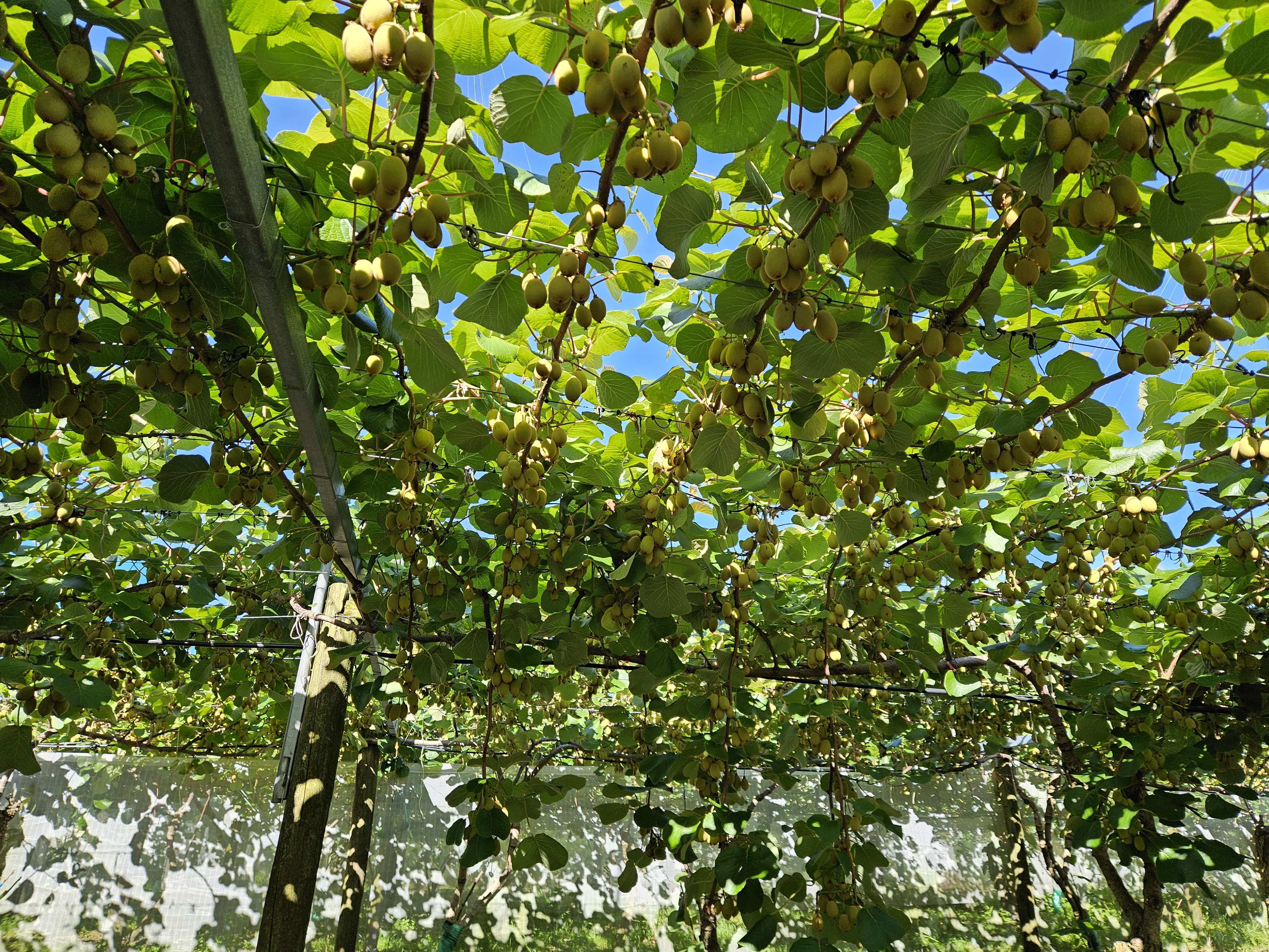 8 Jacks Lane Oropi Tauranga Rural Property For Sale One Roof