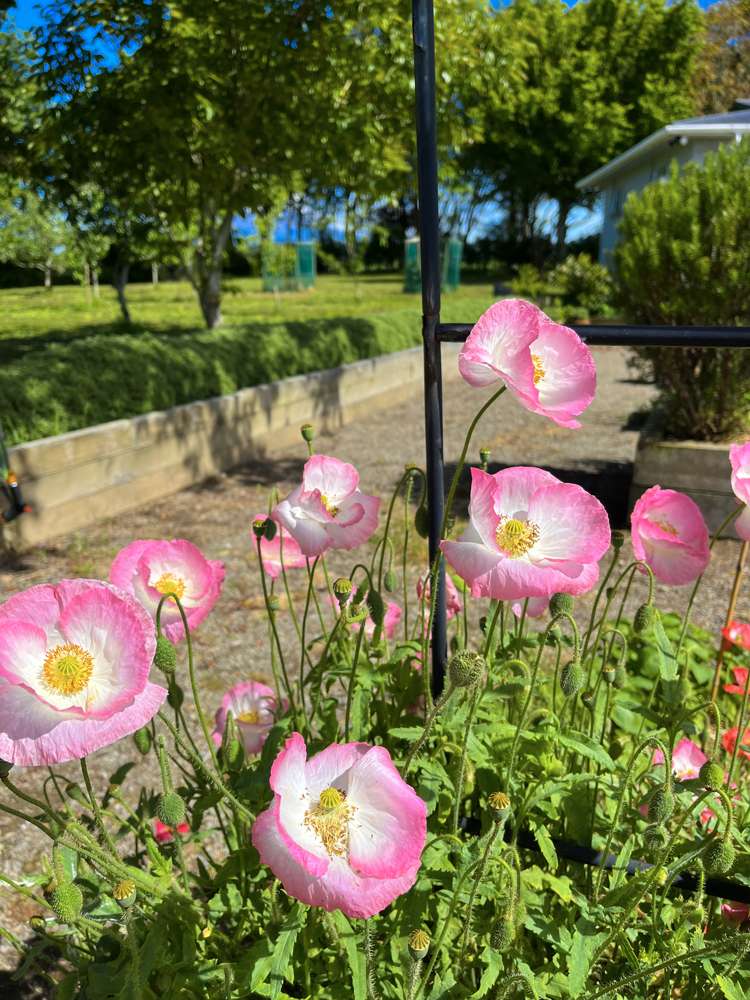 306 Upper Stuart Road Eltham_18