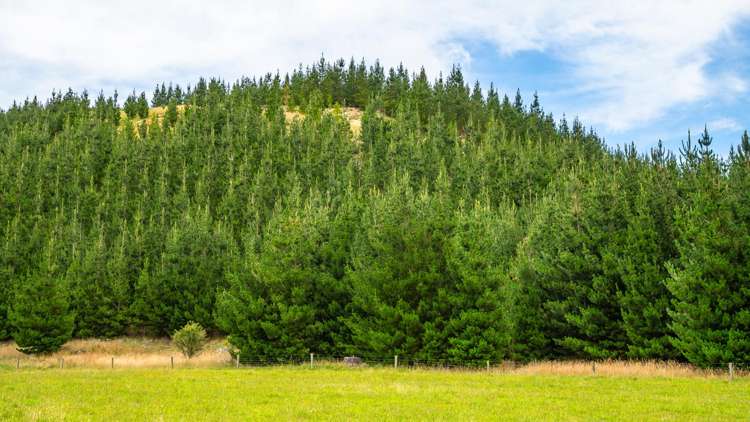 2 Cotswold Road Omihi_38