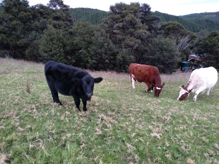 726d Ngunguru Ford Road Kiripaka_8