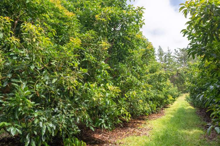 373 Kimberley Road Ngataki_17