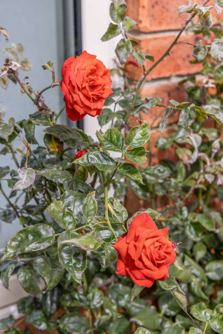 7 Malthouse Lane Heathcote Valley_18