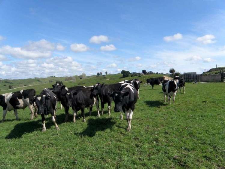 171 Girls High School Road Tangiteroria_3