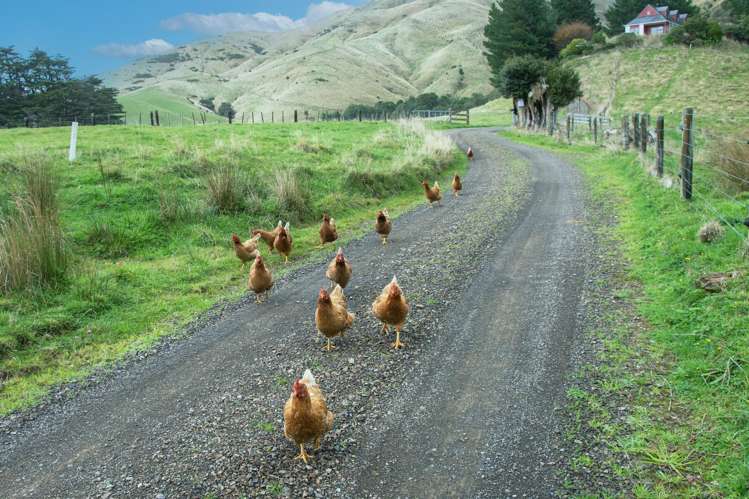 503 Parkville Road Eketahuna_21