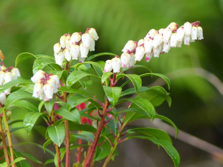 53 Kitewaho Road Swanson_62