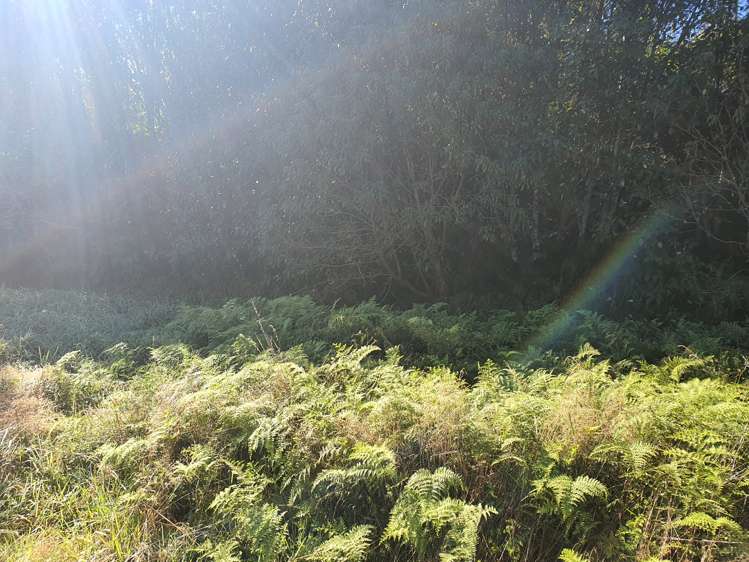 3 Middleton Place Franz Josef Glacier_5