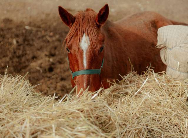 Address withheld New Plymouth_1