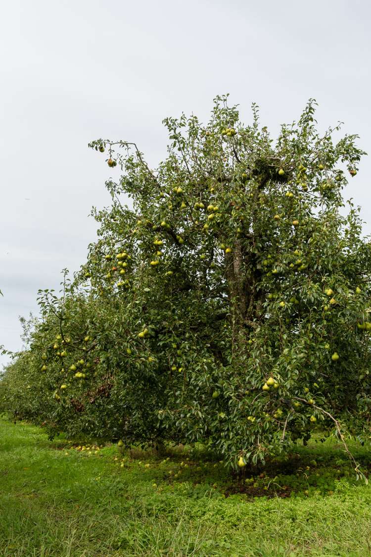 Maruata Road Maungatapere_7