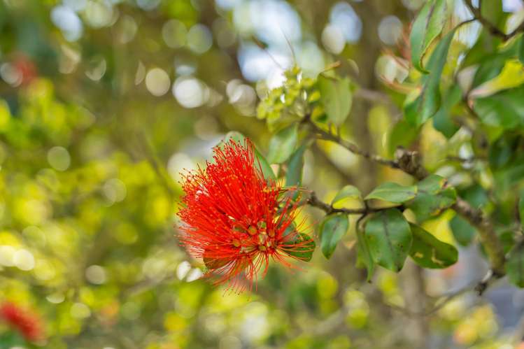 119 Wintle Street Mangawhai Heads_31