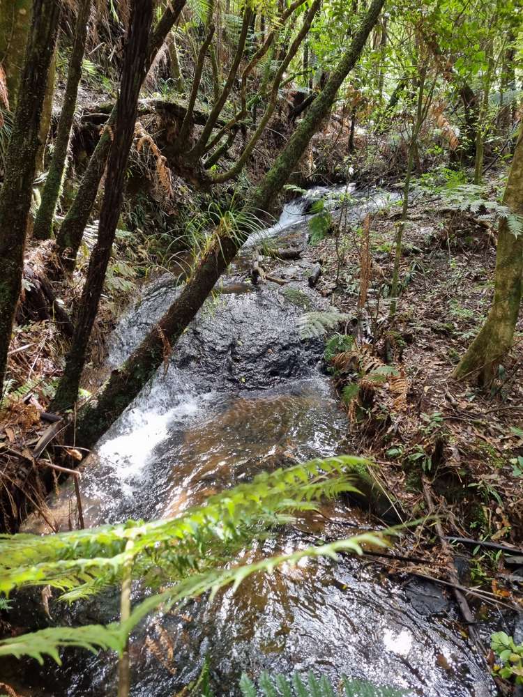 165 Pekanui Road Puketotara_13