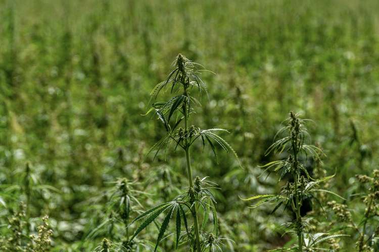 Waikerikeri Valley Road Alexandra_12