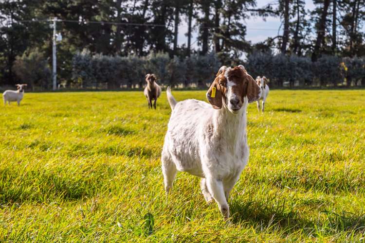 23 Settlement Road Greytown_14