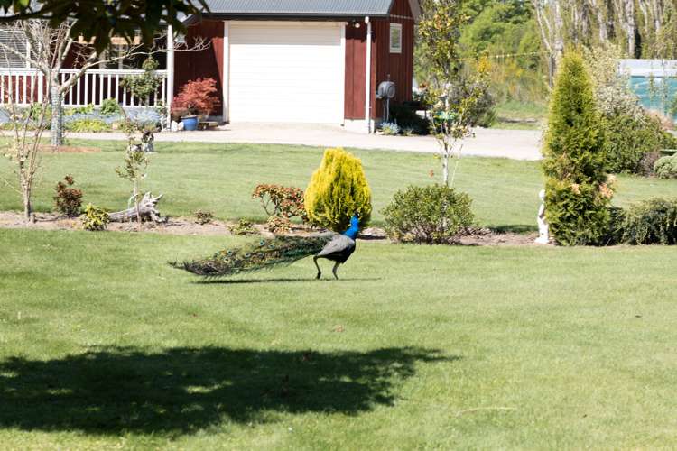 52 Inglis Road Okuku_25