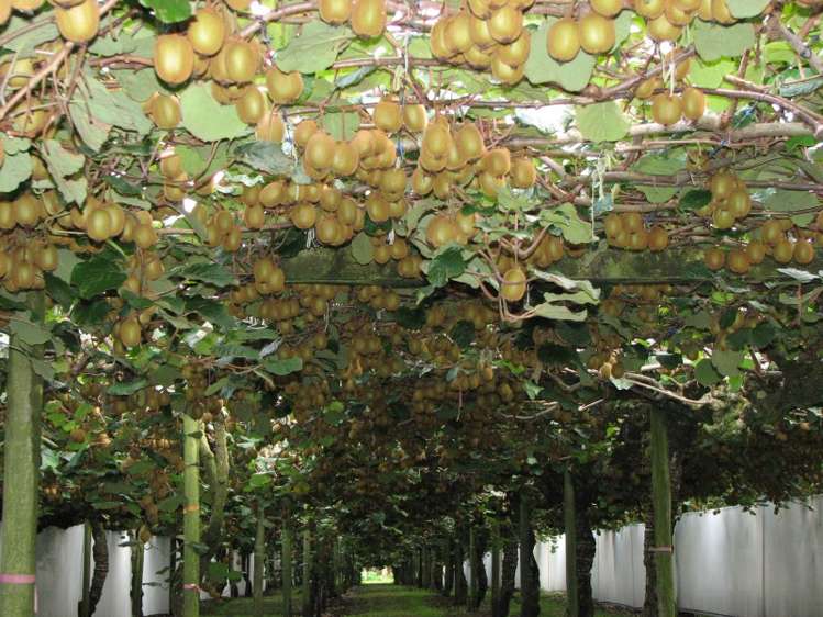 644 No 2 Road Te Puke_7